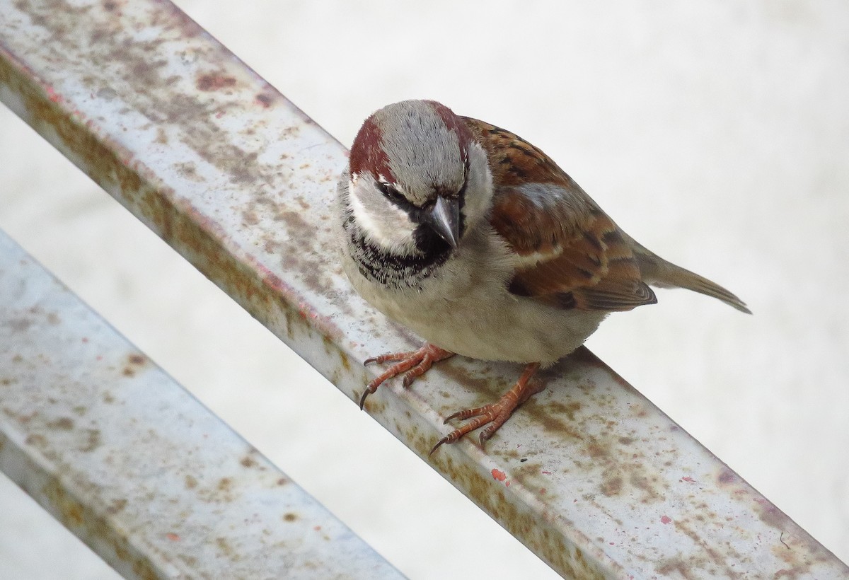 House Sparrow - Miguel Ángel Madrid Gómez