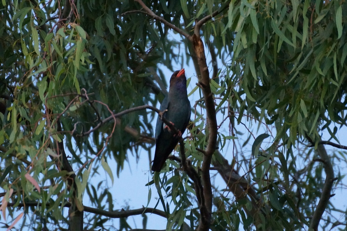 Yeşim Rengi Gökkuzgun - ML21631011