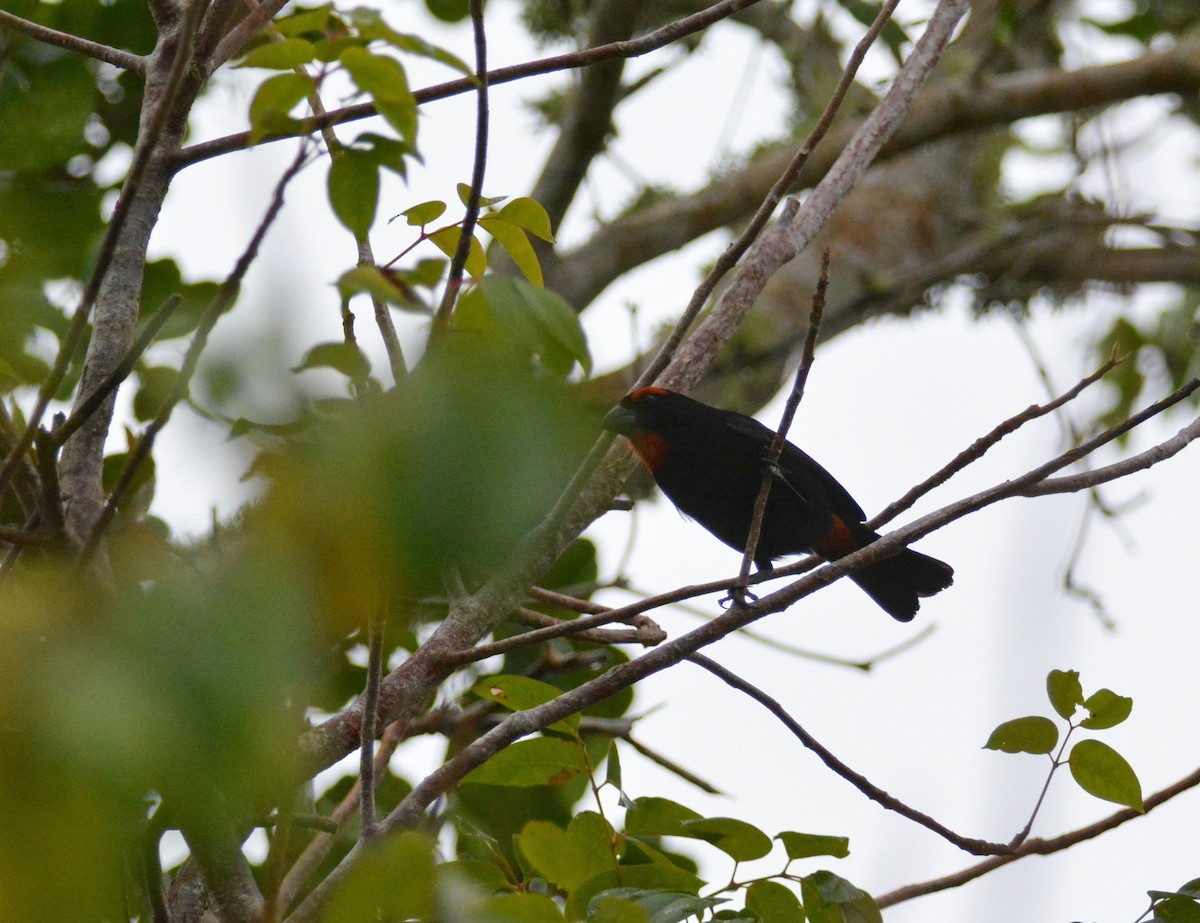 Greater Antillean Bullfinch - ML216310751