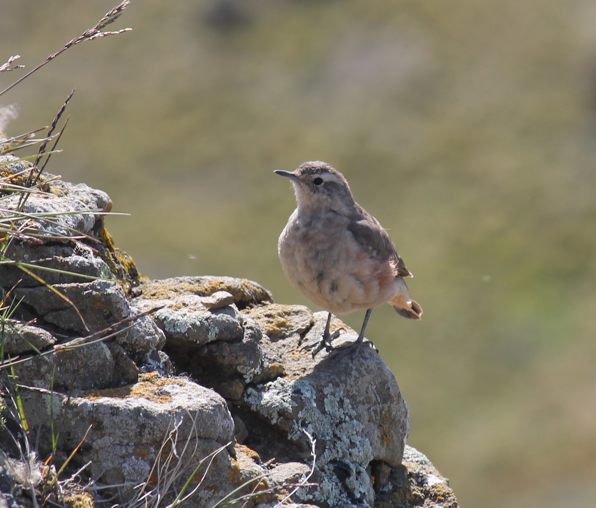 Rufous-banded Miner - ML216311681