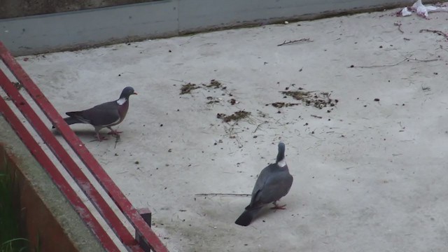 Common Wood-Pigeon - ML216312361