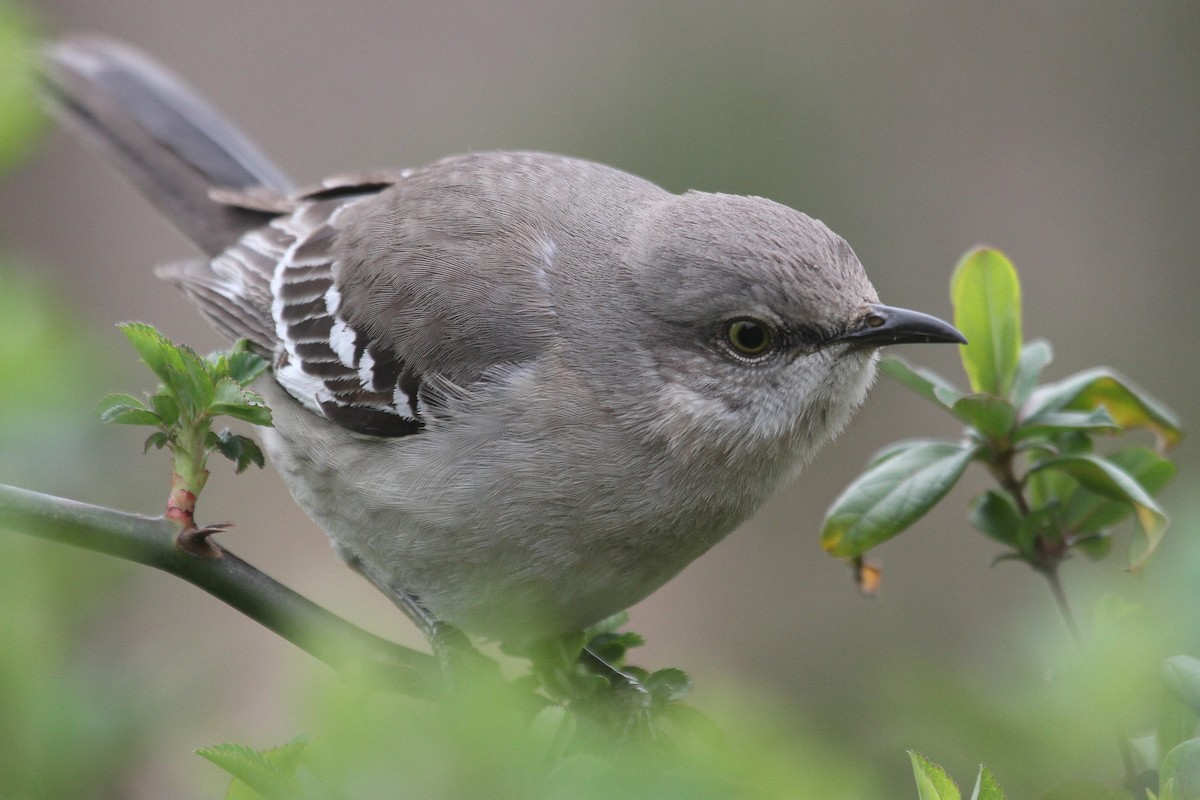 Northern Mockingbird - ML216312921