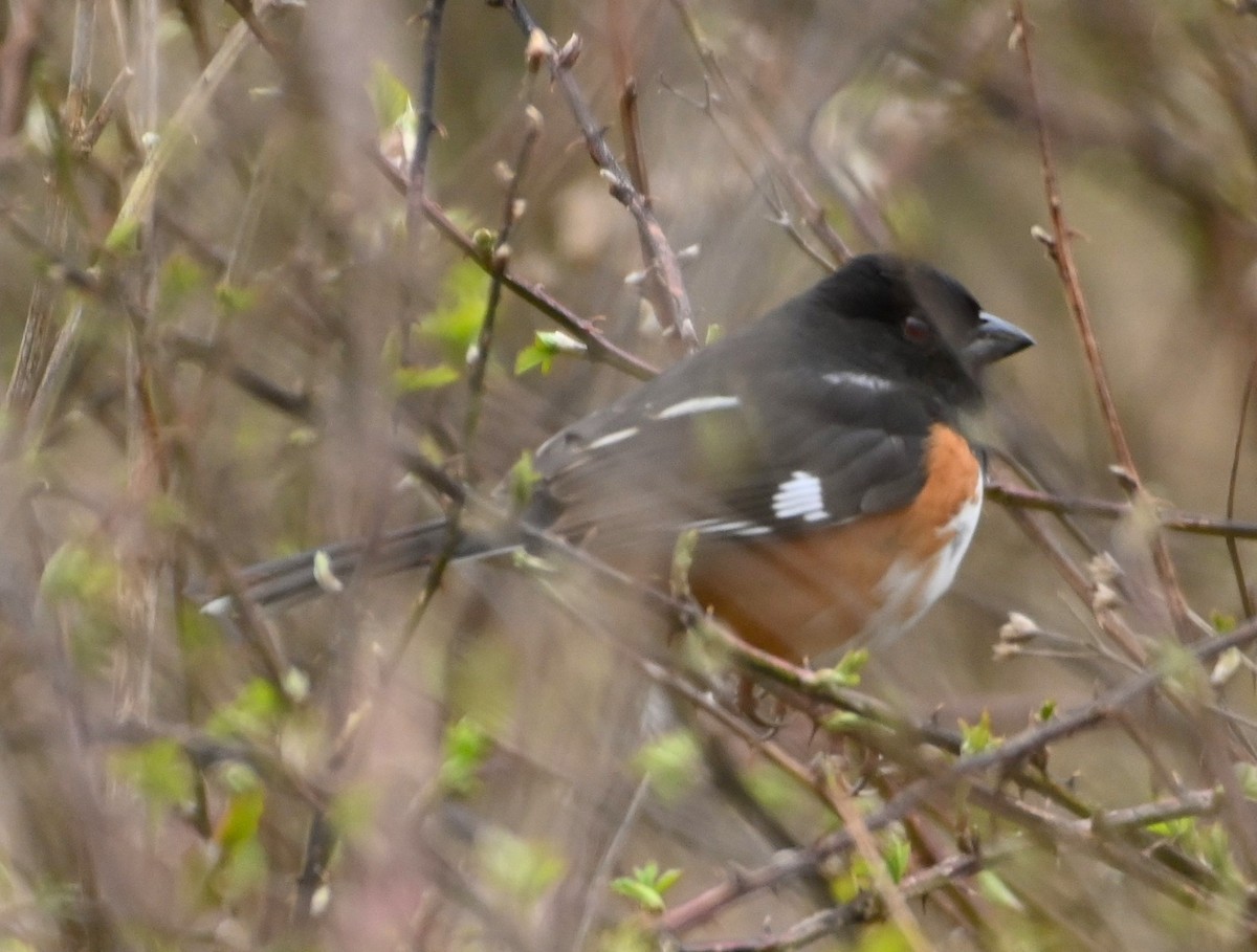 Eastern Towhee - ML216313211