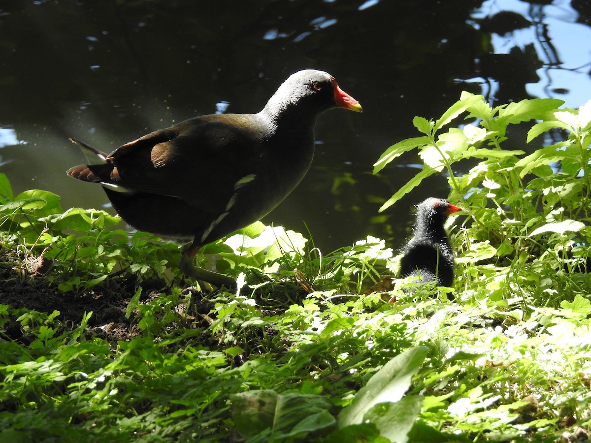 Eurasian Moorhen - ML216314641