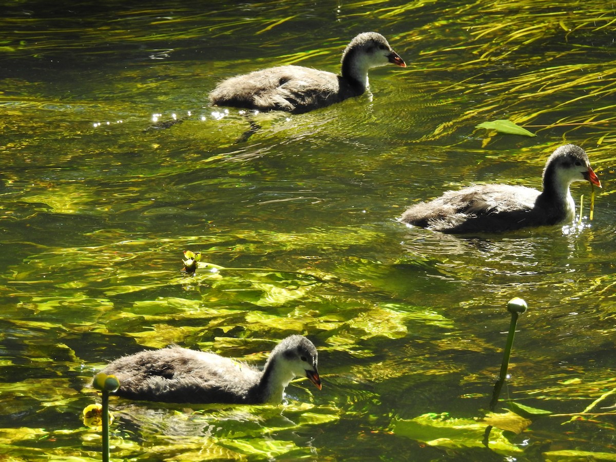 Eurasian Coot - ML216315161