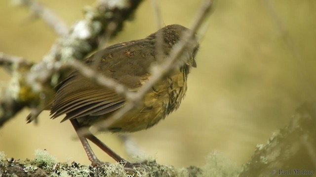 Tawny Antpitta - ML216315511