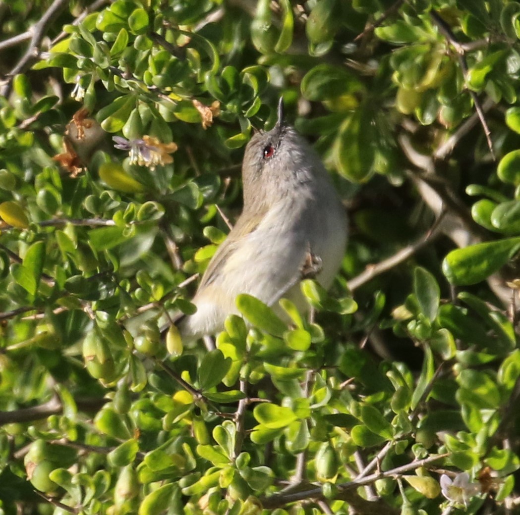 Gray Gerygone - ML216315901