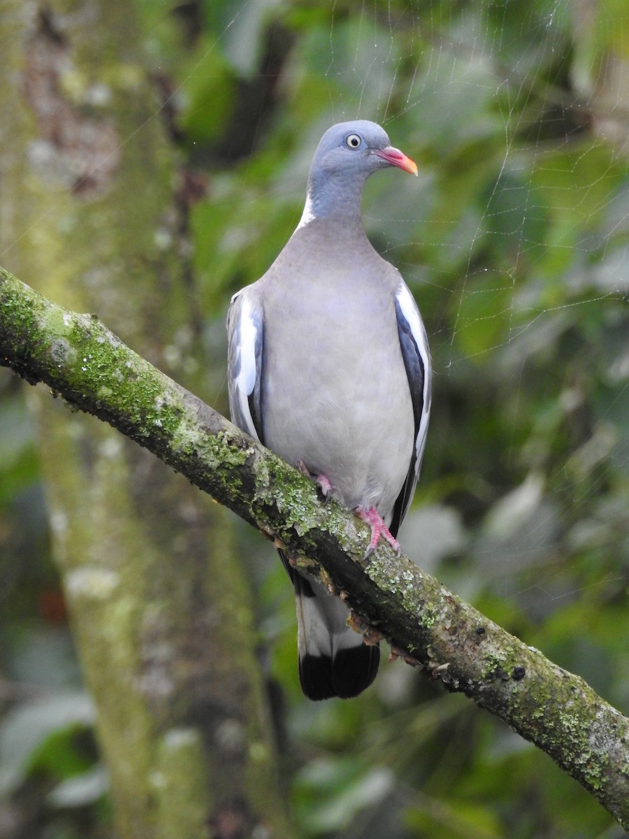 Common Wood-Pigeon - ML216316261