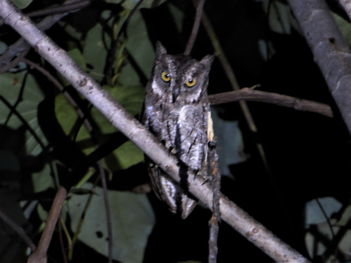 Moluccan Scops-Owl - Ross Carter