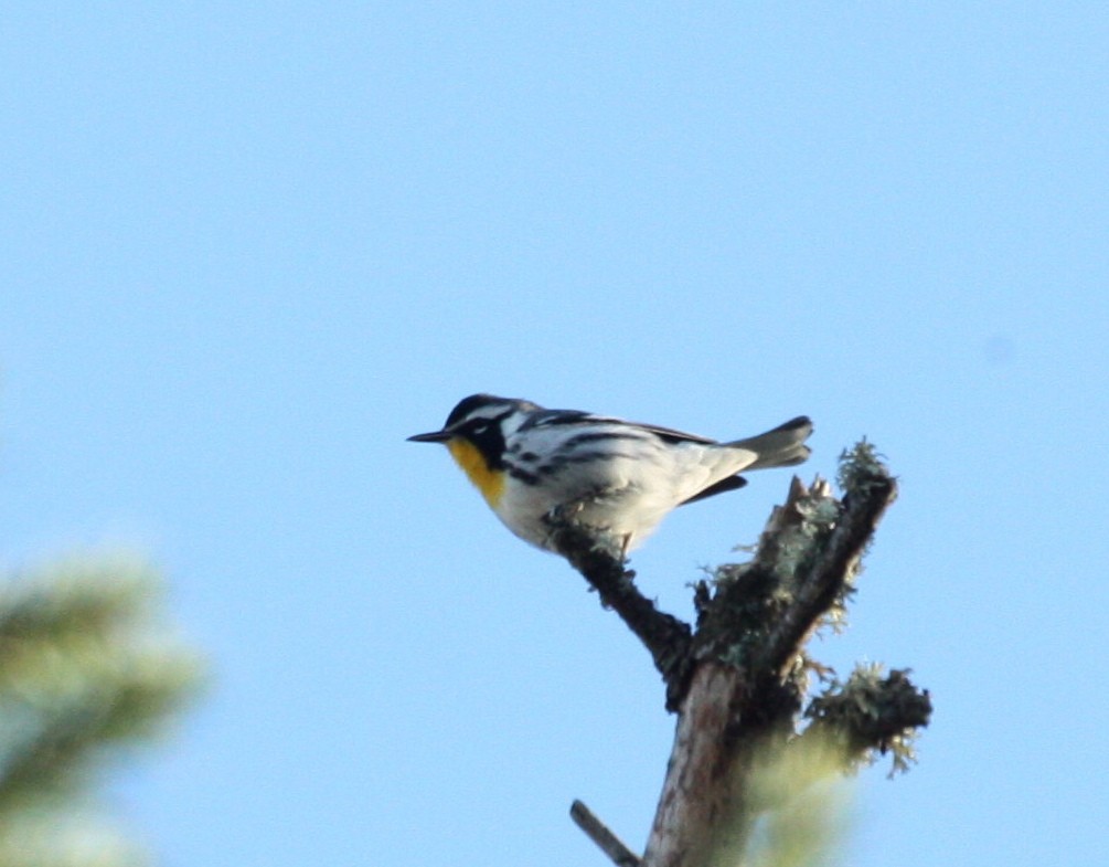 Yellow-throated Warbler - David  Irons