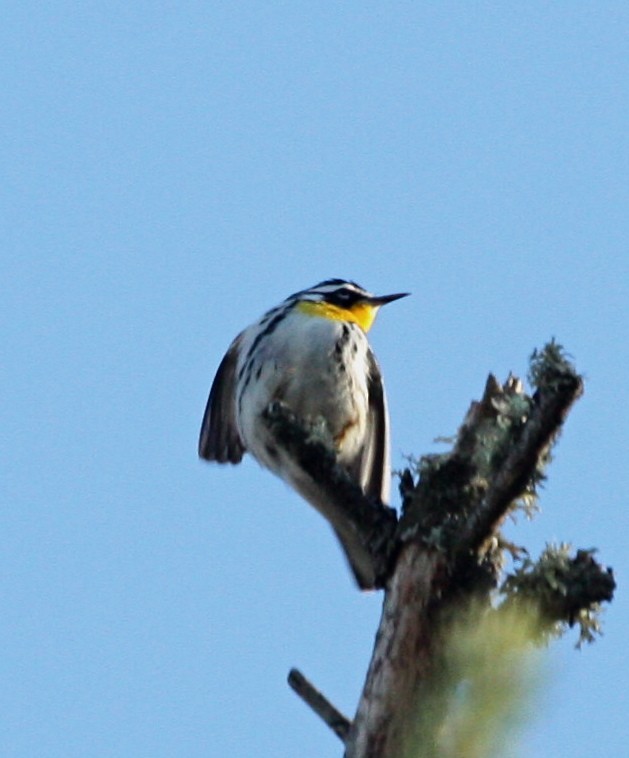 Yellow-throated Warbler - David  Irons