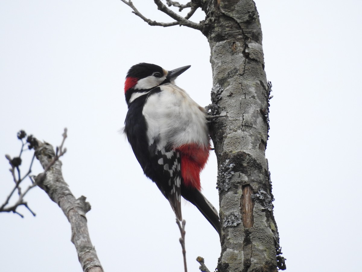 Great Spotted Woodpecker - ML216318231