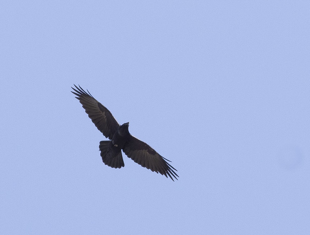 Common Raven - ML216318501