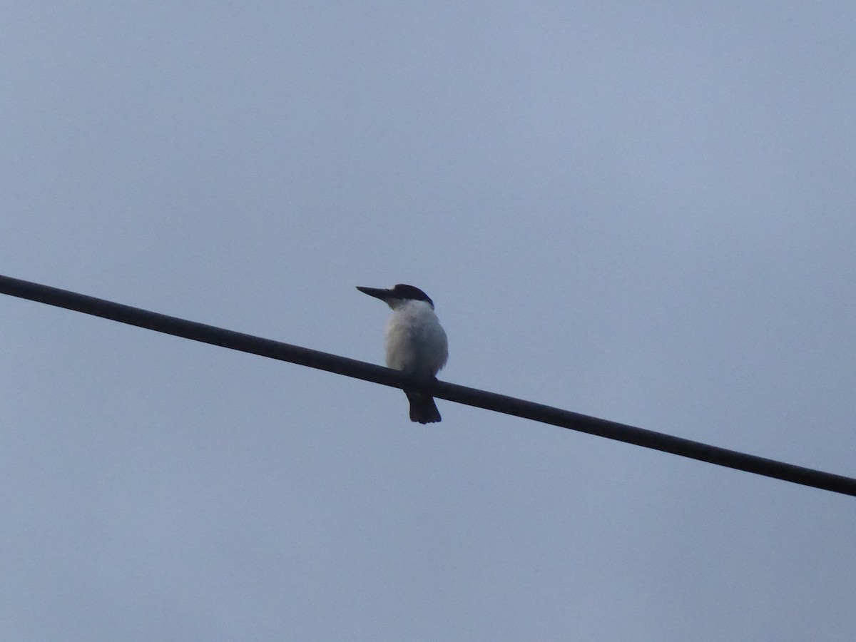 Blue-and-white Kingfisher - Ross Carter