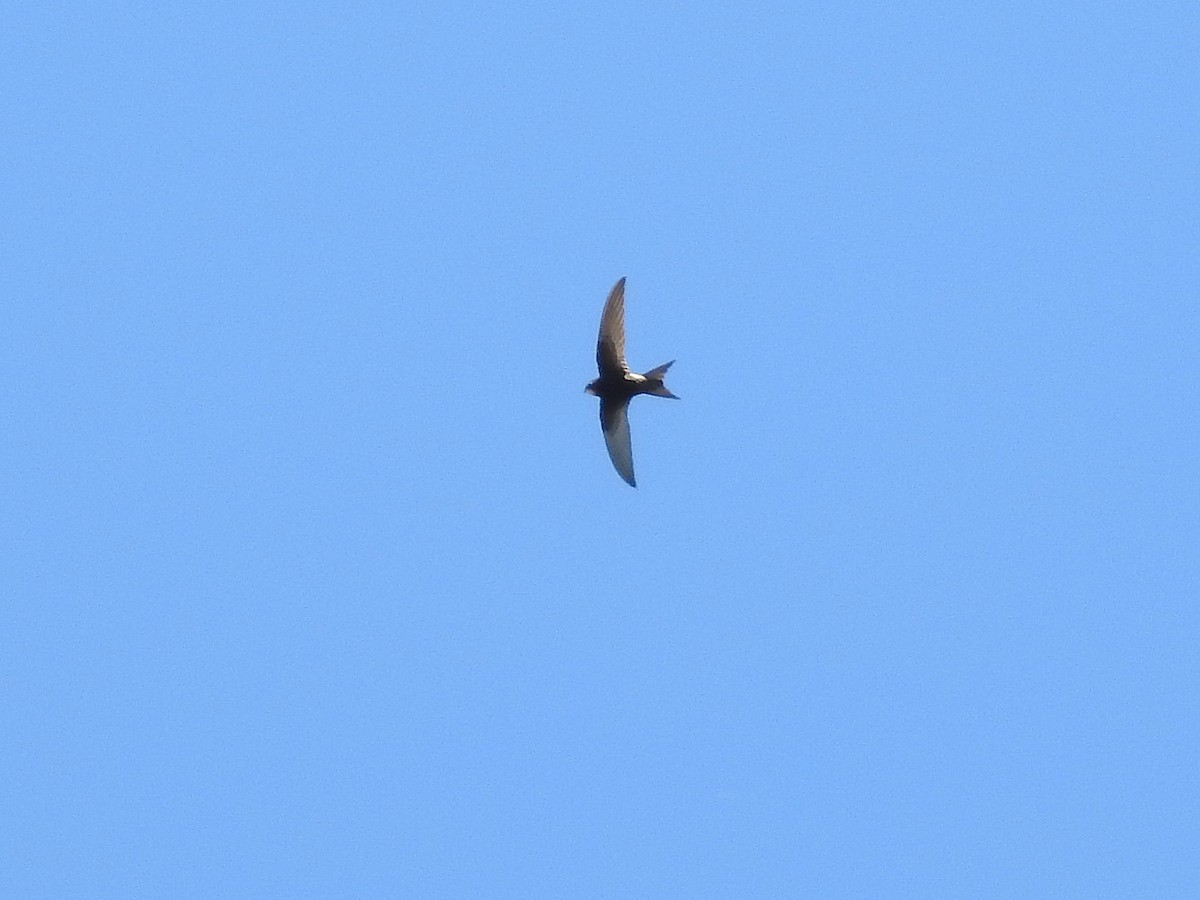 Common Swift - ML216319051