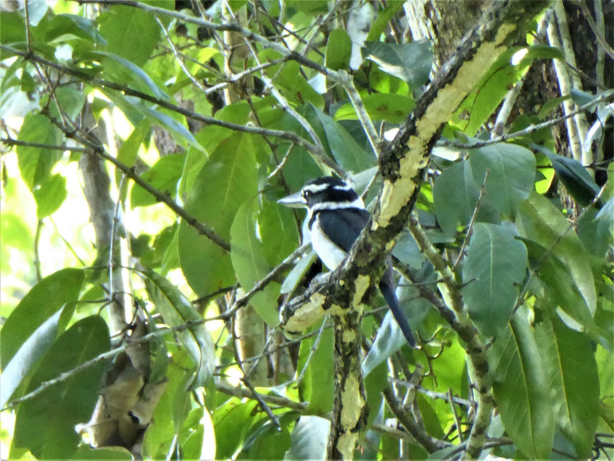 Sombre Kingfisher - Ross Carter