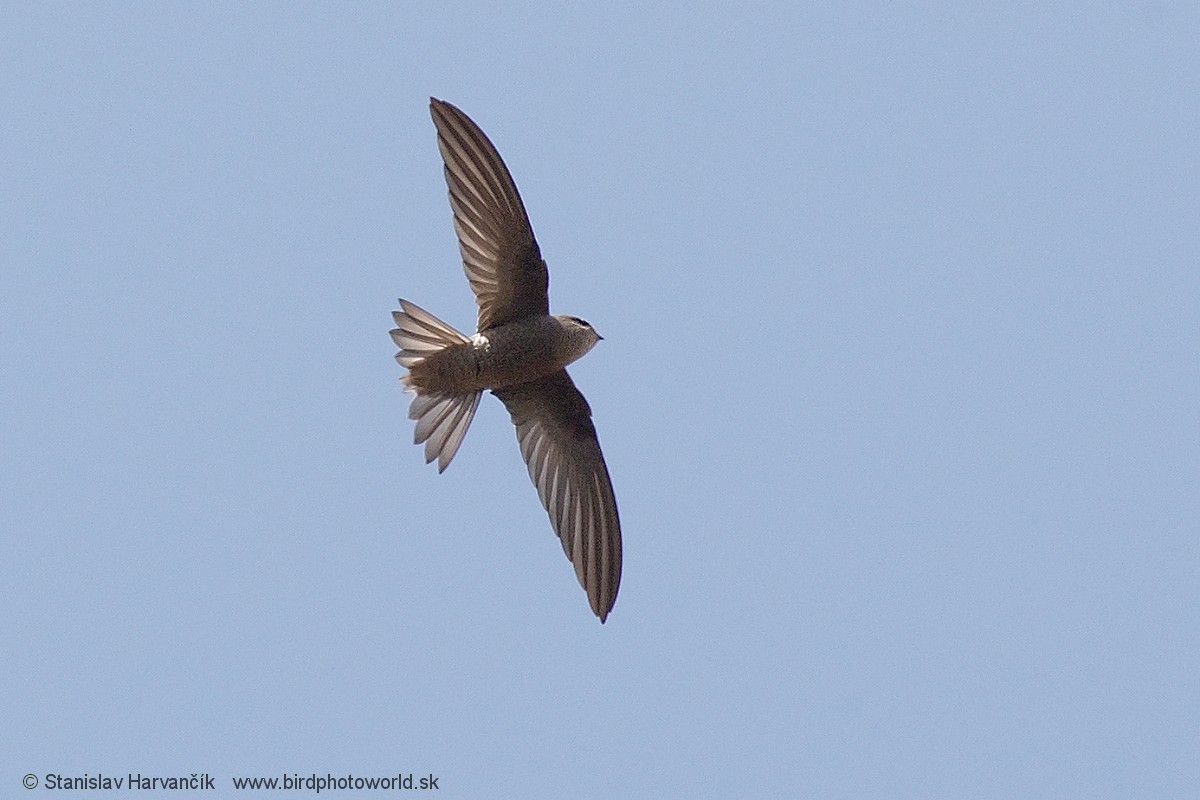 Cape Verde Swift - ML216319901