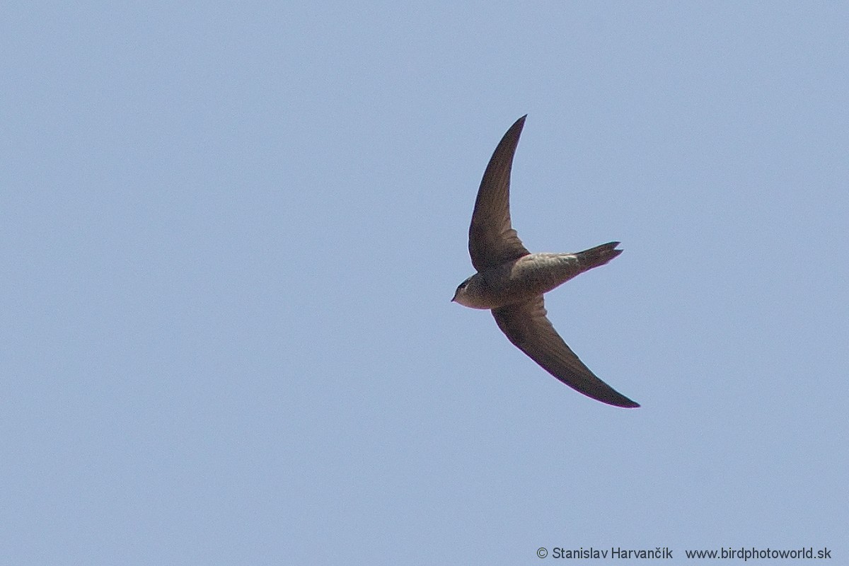 Cape Verde Swift - ML216319911