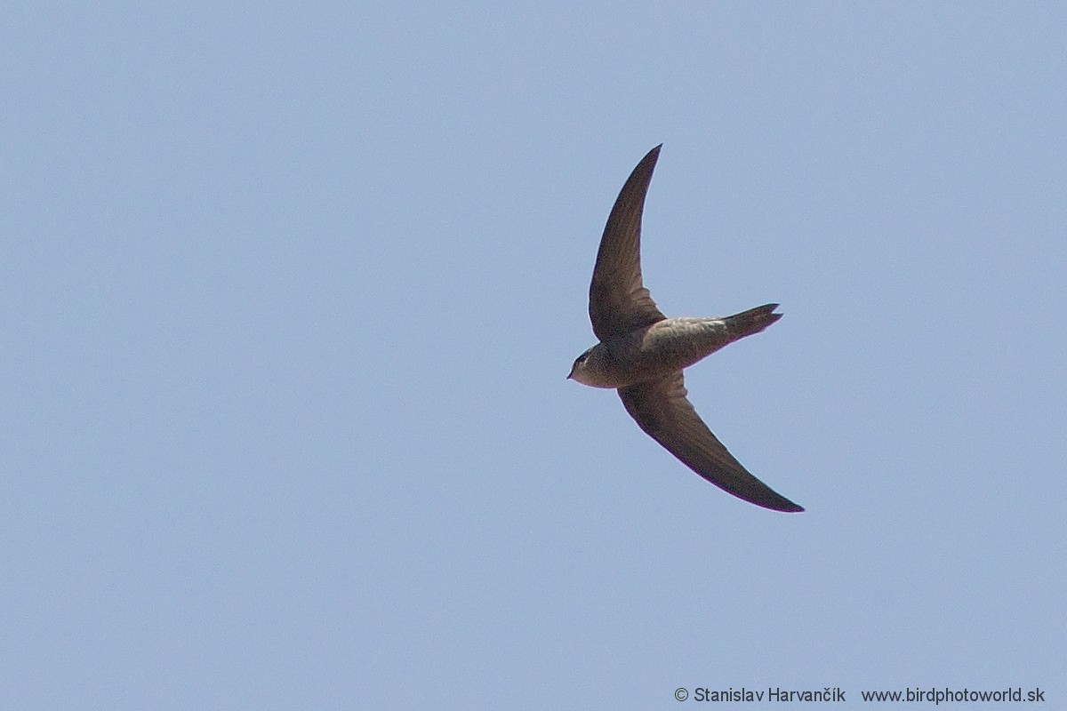 Cape Verde Swift - Stanislav Harvančík