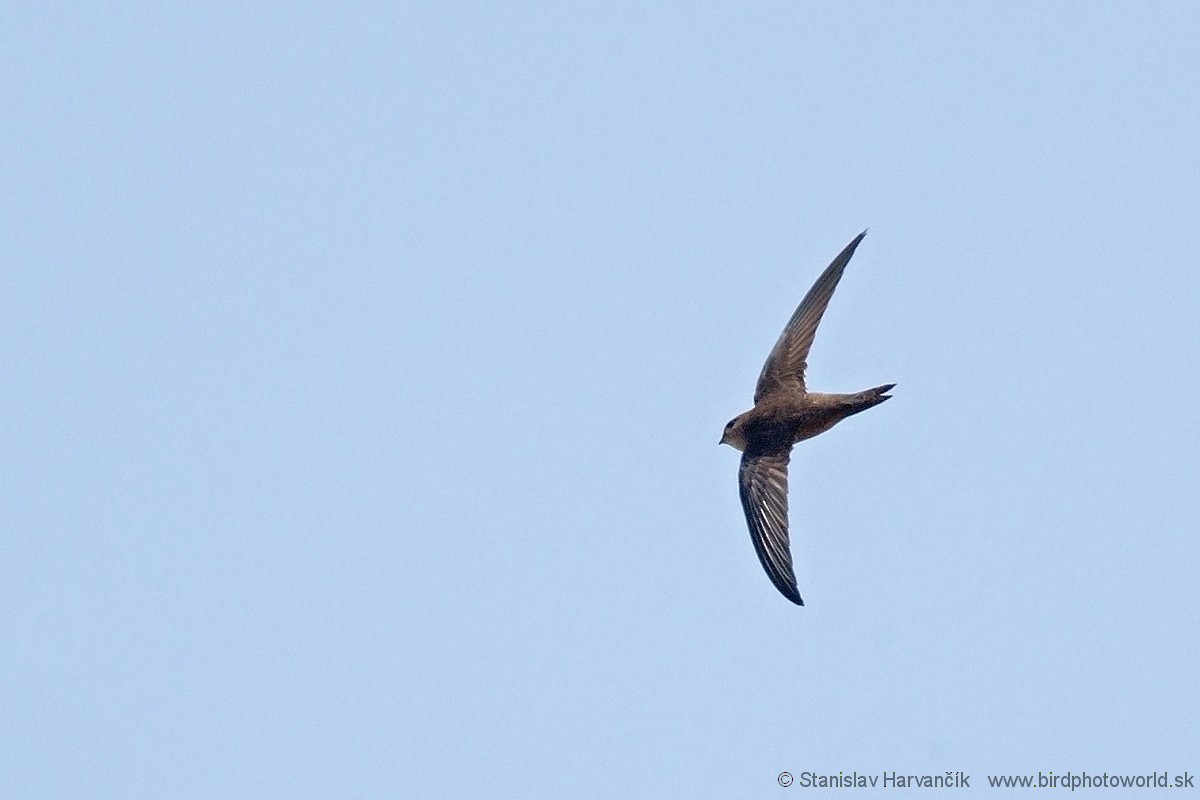 Cape Verde Swift - Stanislav Harvančík