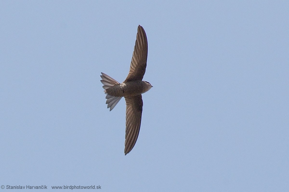 Cape Verde Swift - ML216319931