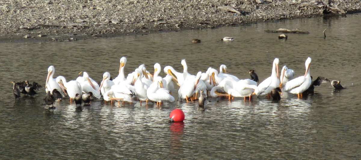 American White Pelican - ML21632021