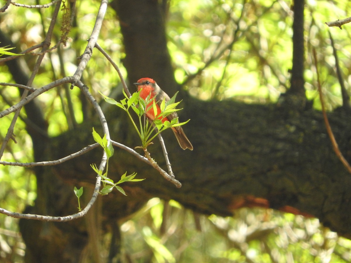 Vermilion Flycatcher - ML216320811