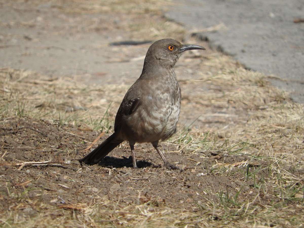 Curve-billed Thrasher - ML216320941