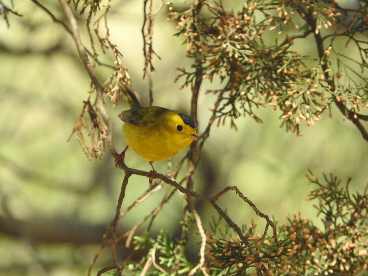 Wilson's Warbler - Museo de Historia Natural