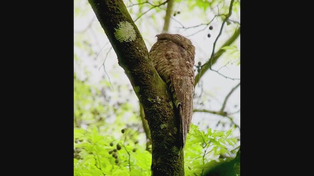 Great Potoo - ML216321281