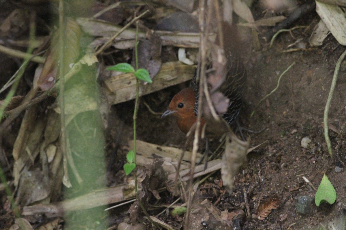 Madagascar Flufftail - Rainer Seifert