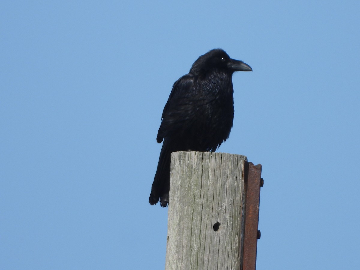 Common Raven - ML216322161