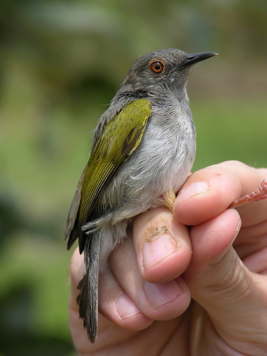 Green-backed Camaroptera (Gray-backed) - ML216322721