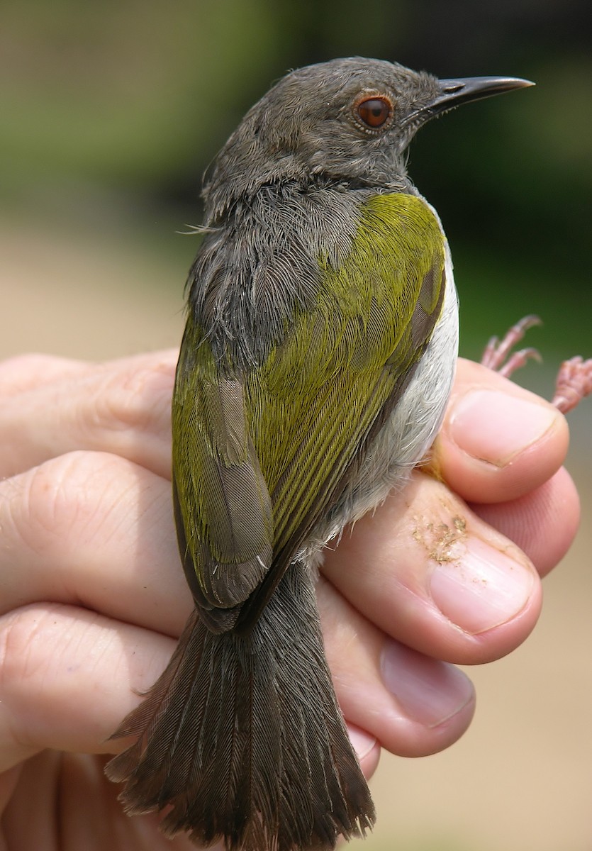 Green-backed Camaroptera (Gray-backed) - ML216322731