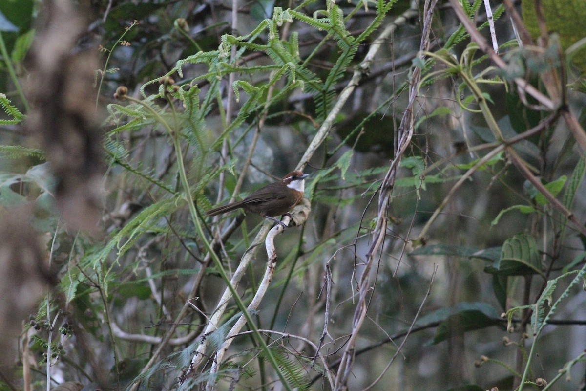 White-throated Oxylabes - ML216322881