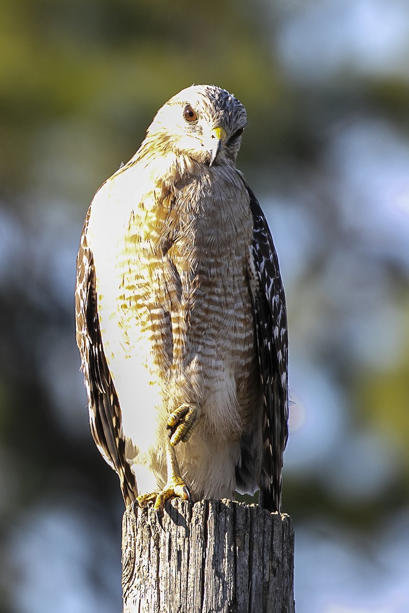 Red-shouldered Hawk - ML216322921