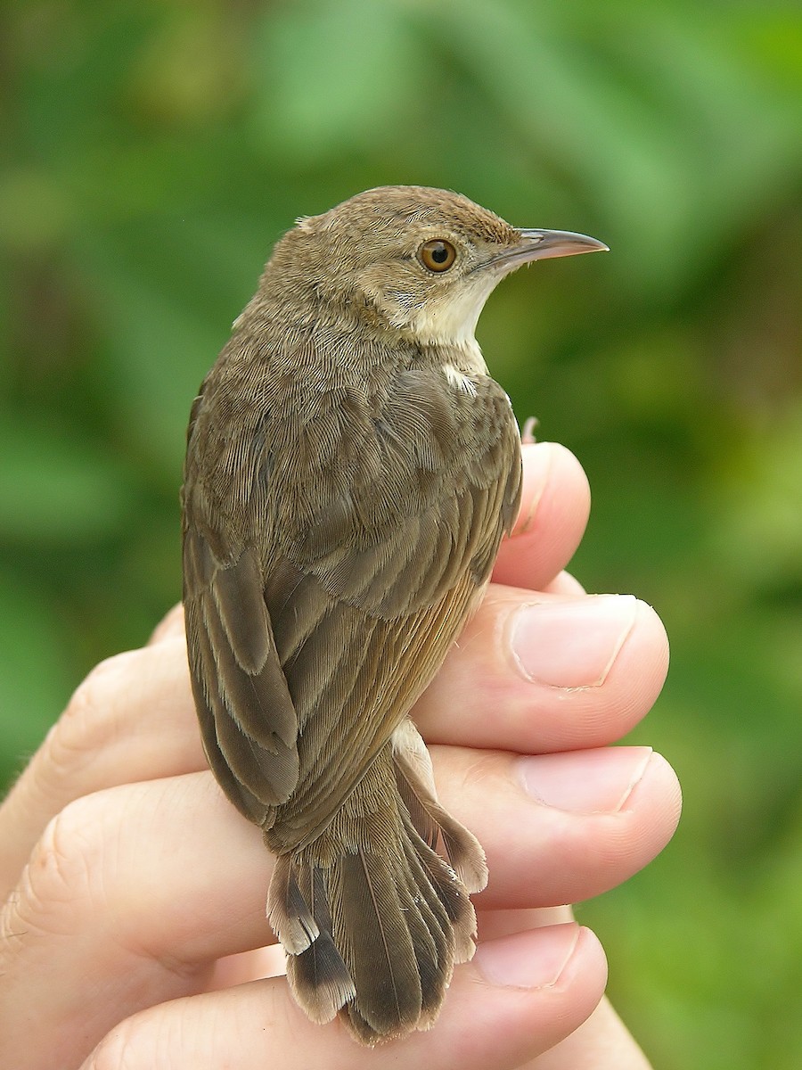 Cisticole à ailes courtes - ML216323321