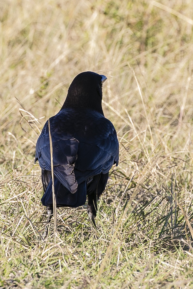 American Crow - ML216323371