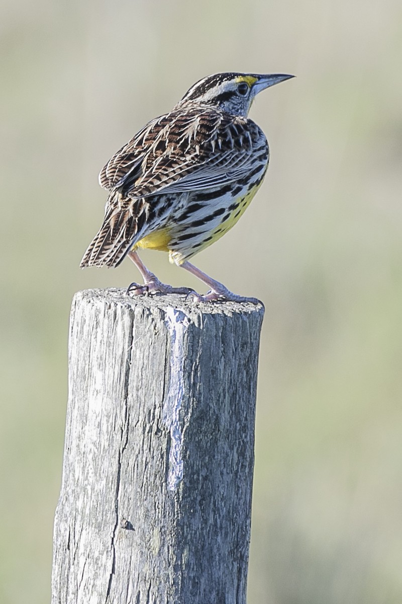 Eastern Meadowlark - ML216324151