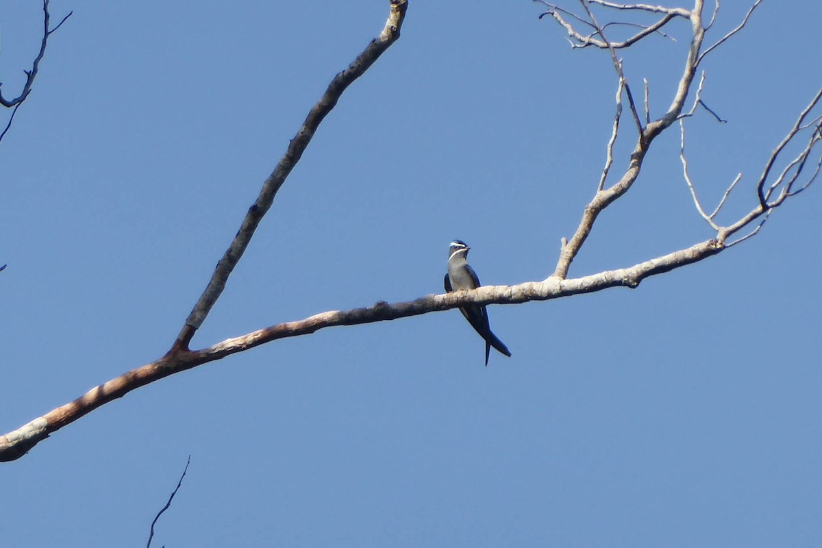 Moustached Treeswift - Ross Carter