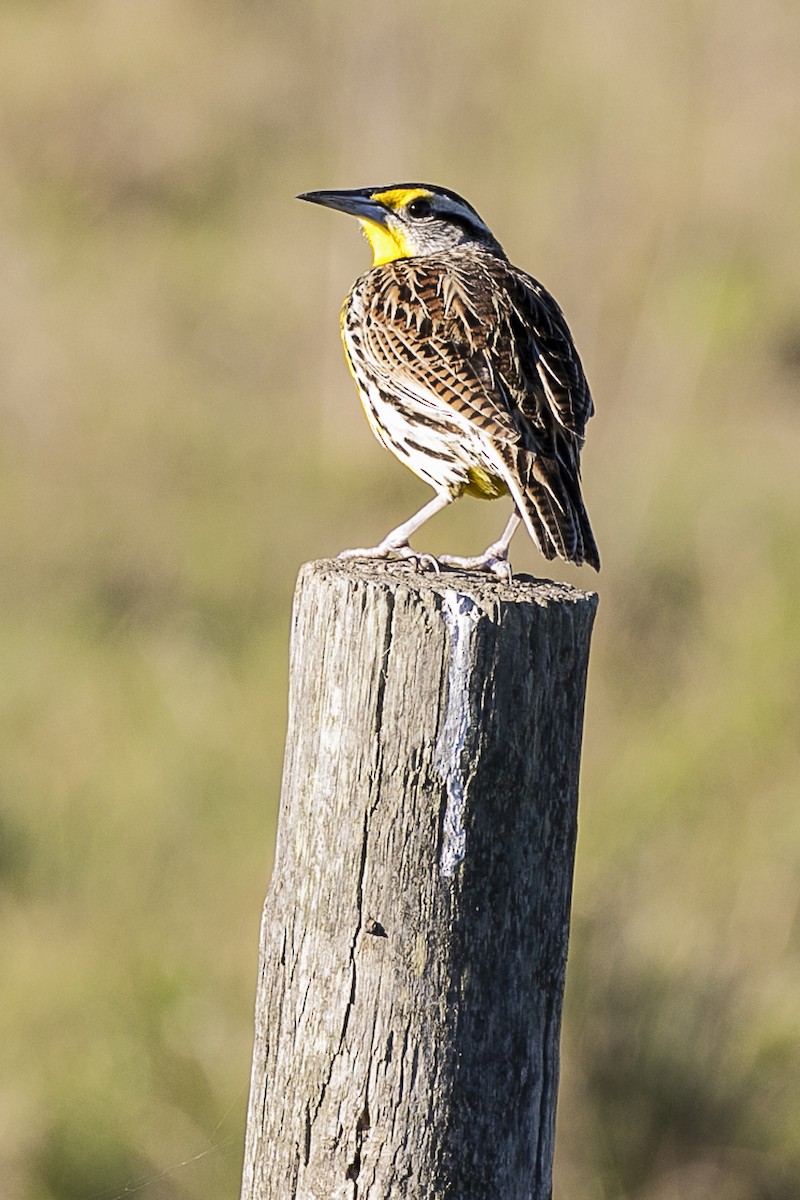 Eastern Meadowlark - ML216324771