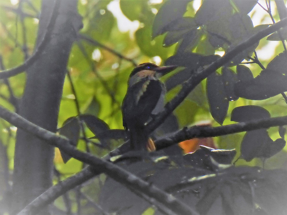 Sulawesi Lilac Kingfisher - Ross Carter