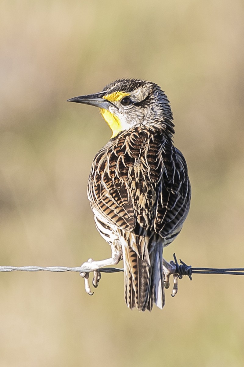 Eastern Meadowlark - ML216325171