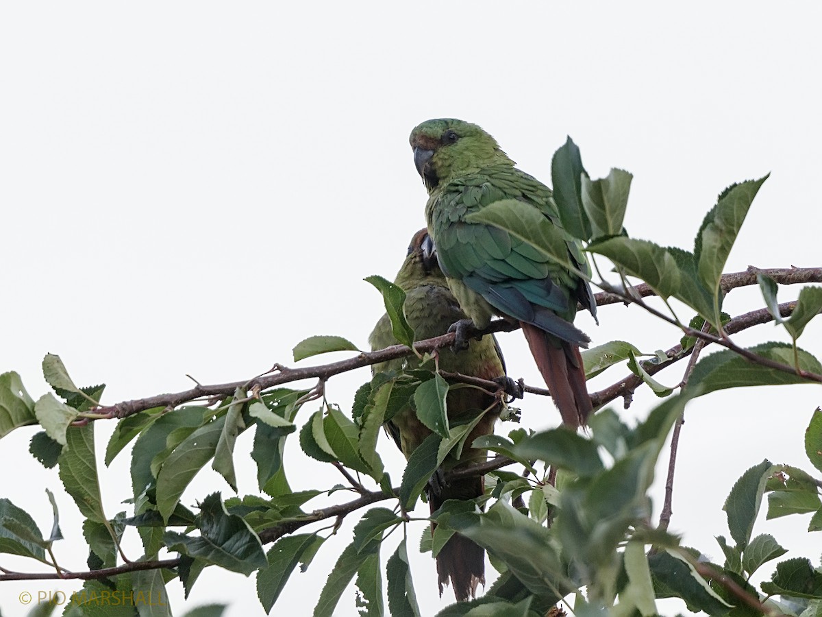 Austral Parakeet - Pio Marshall