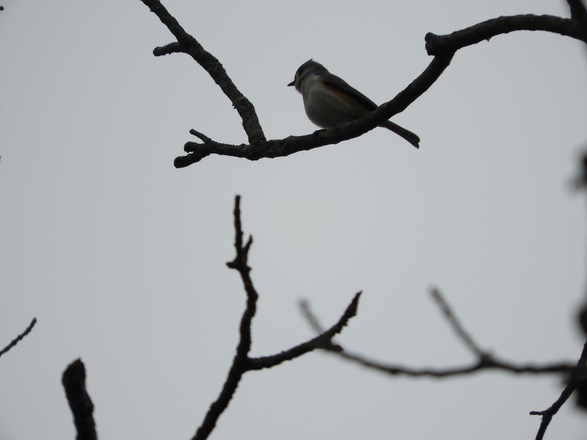 Tufted Titmouse - ML216331991