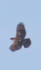 Red-tailed Hawk - ML21633251