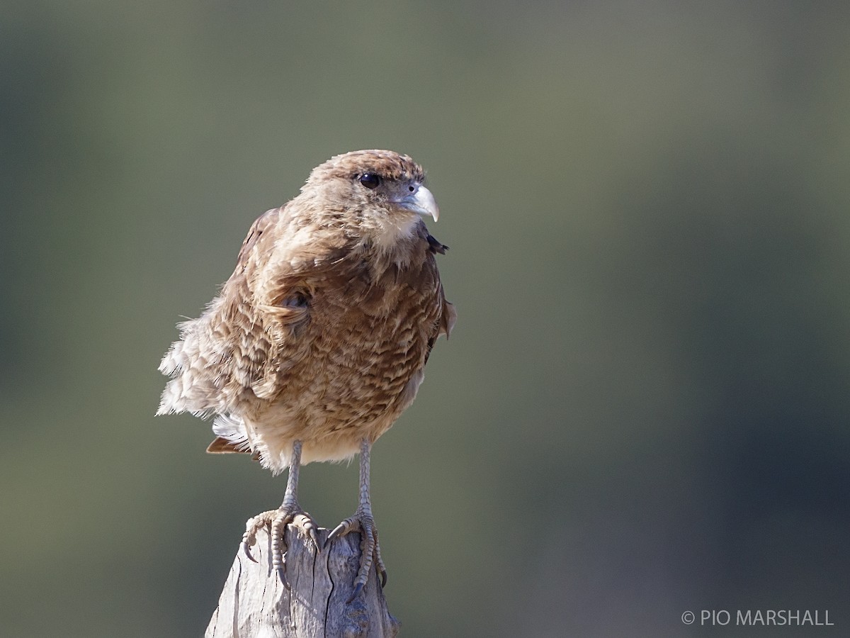 Chimango Caracara - ML216333181