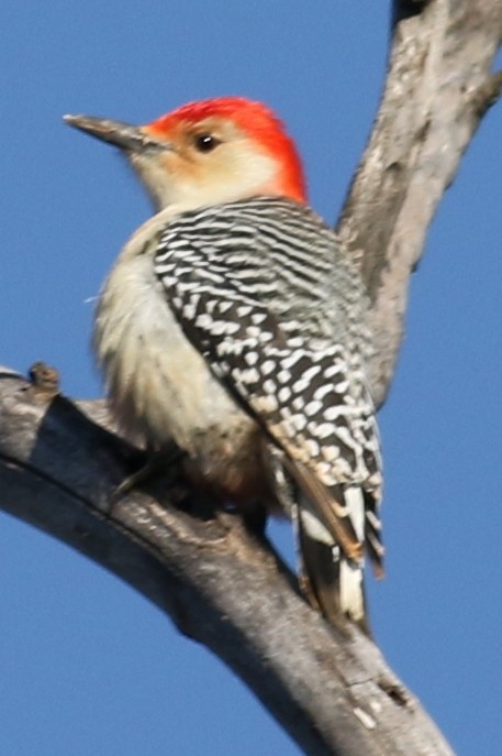 Red-bellied Woodpecker - ML21633561