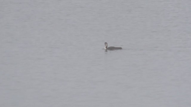 Common Loon - ML216336221