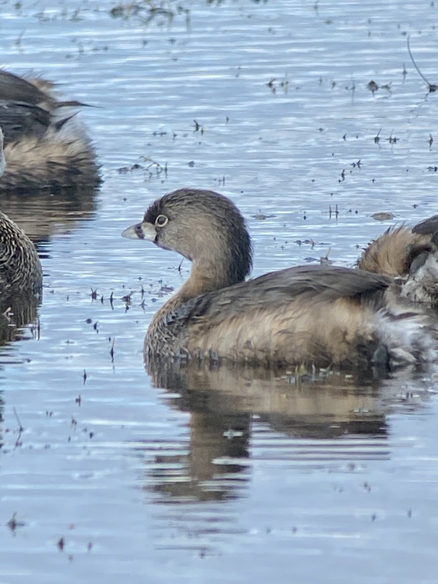 Pied-billed Grebe - Soule Mary